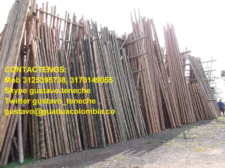 MOB 3125395738 - SKYPE: gustavo.teneche 